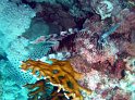 DSC09068 - 050329 - Gota Kebir - Pterois